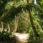 Dschungelpfad mit dichtem Grün, Palmen und Sonnenlicht, ideal für Natur- und Abenteuerliebhaber, die den tropischen Regenwald erkunden möchten.