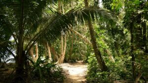 Dschungelpfad mit dichtem Grün, Palmen und Sonnenlicht, ideal für Natur- und Abenteuerliebhaber, die den tropischen Regenwald erkunden möchten.